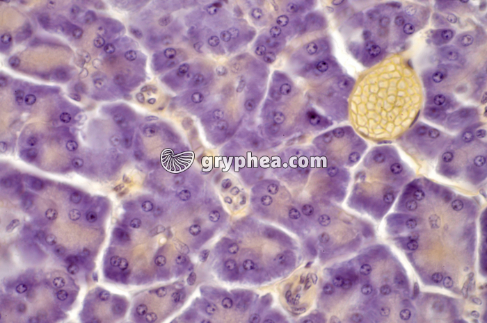 Pancréas Chien x160 - gryphea.org